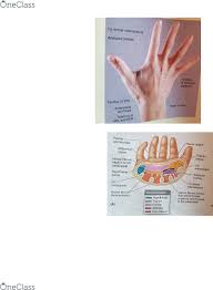 Kin 2320 Lecture Notes Spring 2018 Lecture 29 Anatomical Snuffbox Radial Styloid Process Thenar Eminence Browse all in snuff boxes and tobacco boxes. kin 2320 lecture notes spring 2018