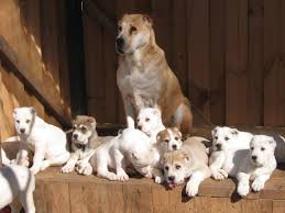 Щенок алабая в 2 месяца. Shenki Alabaya I Uhod Za Nimi Play Dogs