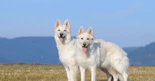 It also means that any german shepherd dog my gsd puppy is now 8 months and we read your advice regularly. White German Shepherds Temperament Behavior Health Care And Training Tips