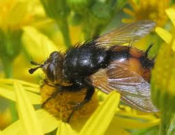 We did not find results for: Nowickia Ferox
