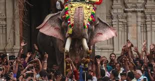 Image result for image of captive elephant