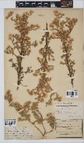 Image result for Laggera decurrens