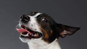 Things You Should And Shouldn T Do For Your Neutered Dog