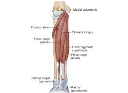 Muscle names can actually be used as a short cut to learn a muscle's location, shape and function. Elbow Arm Anatomy