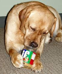 Treat your pup to a pawsitively fun & safe experience! Is Peanut Butter Toxic For Pets Devries Animal Hospital Elmhurst Il