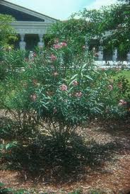 'petite salmon' and 'petite pink' are dwarf plants that will stay at 3 to 4 feet if lightly pruned. Nerium Oleander Petite Pink