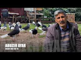Donek Guvercinleri Abuzer Ayar Youtube