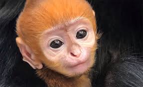Adorable Baby Monkey Unveiled At Philadelphia Zoo With Video Pennlive Com