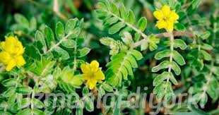 Coban Cokerten Otu Faydalari Uzmanlar Diyor Ki Otlar Bitki Saglik