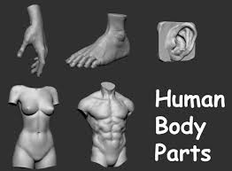 Photos female human body parts. 3d Human Body Parts Female Torso