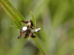 Image result for Scleria induta