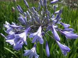 Image result for Agapanthus codii
