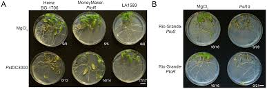 Image result for tomato seedling pseudomonas syringae pv tomato symptoms