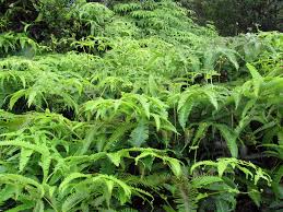 Image result for Gleicheniaceae