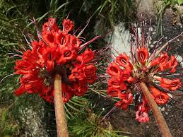Image result for Scepocarpus