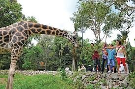 The melaka zoo is located in ayer keroh, melaka. Spacetraveller Activity Melaka Zoo Night Safari