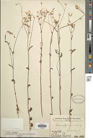 Image result for Emilia hockii