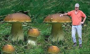 Ce champignon géant a été découvert par le chef espagnol sergio martinez valledor sur une colline du village de santa lucia de gordon, dans la province de leon. Les Geants De La Nature Un Article D Omnilogie Fr