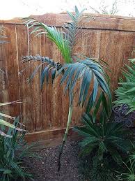 Image result for Chamaedorea radicalis