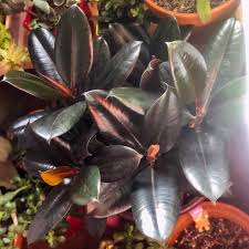 Maybe you would like to learn more about one of these? Ficus Elastica Burgundy Syn Ficus Elastica Black Prince Rubber Tree Burgundy In Gardentags Plant Encyclopedia