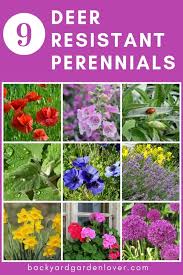 Maybe you would like to learn more about one of these? These 10 Deer Resistant Perennials Are Beautiful Aromatic And Critter Proof