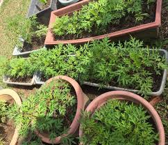 Pokok sirih hidup subur di tanah yang tidak terlalu lembap tetapi kaya dengan bahan organik. Kebun Tuk Mommy Episod Kedua Menanam Pokok Ulam Facebook