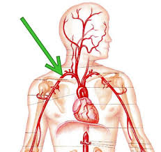 Risultati immagini per arteria succlavia