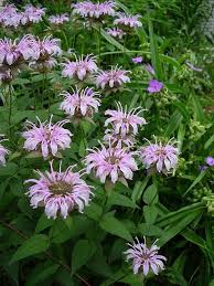 Glacial Ridge Growers Monarda Bradburiana Plants Pink Perennials Bee Balm