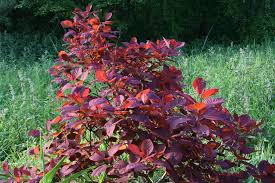 Winecraft black® smoke tree $ 59.50. Cotinus Grace Ballyrobert Gardens