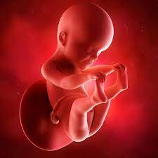 Les examens du 6ème mois de grossesse. 6e Mois De Grossesse Pour Bebe L Eveil Des Sens Doctissimo