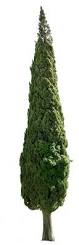 Image result for Cupressus sempervirens
