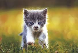 Nos Animaux Ont Ils Le Sens De La Competition Download the perfect animaux pictures. nos animaux ont ils le sens de la