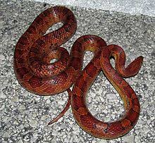 These snakes are not aggressive and avoid direct contact with people and pets. Corn Snake Wikipedia
