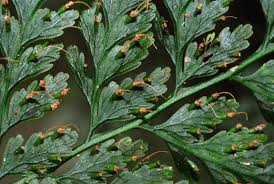 Image result for Vandenboschia gigantea