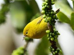 Image result for Hermannia parvula