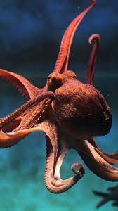 Super Freaky Things About Octopuses Cnet Octopus Giant Pacific Octopus Deep Sea Creatures