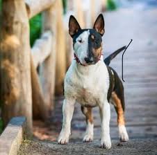 Beautiful Bullie Markings Bull Terrier Bull Terrier Dog Mini Bull Terriers