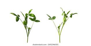 Image result for Zornia pratensis