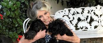 Brigitte Bardot décédée ? L'actrice de 91 ans "n'a pas l'intention de tirer  sa révérence" et tacle l'"imbécile" qui a lancé la rumeur - midilibre.fr