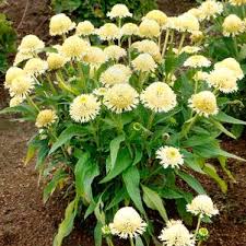 Image result for Oncella curviramea