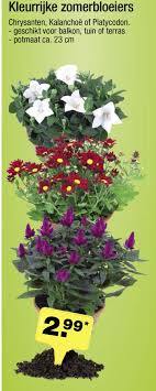 Je haalt simpelweg een pakket met deze 60 zomerbloeiers jonge planten in huis, je plant ze en wacht af… Kleurrijke Zomerbloeiers Aanbieding Bij Aldi