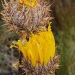 Image result for Berkheya spekeana