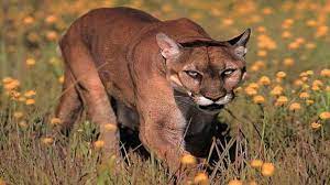 They can weigh from 29 kilograms to 90 kilograms. El Puma O Leon De Montana Un Felino De Gran Belleza