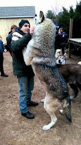 Https Bit Ly 2nno379 Discover His Secret Obsession Now This Is How Big A Wolf Really Is Recipes Wolf Hybrid Dogs Wolf Dog Big Dogs