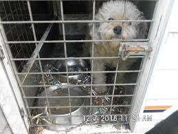 Browse thru our id verified puppy for sale listings to find your perfect puppy in your area. Designer Dogs Rescued From Illegal Breeder In Victoria S East Abc News