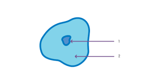 Maybe you would like to learn more about one of these? B1 1 Cells Tissues And Organs Educake Flashcards Quizlet