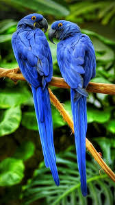 Pin By Kuzey Tekin On Blue Purple Bird Beautiful Birds Pretty Birds