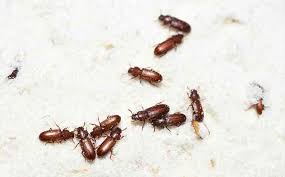 prevent and eliminate pantry beetles