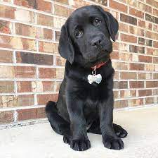 Enter your email address to receive alerts when we have new listings available for black lab puppies for sale. Labrador Retriever Puppies Lab Puppy For Sale Lab Puppies For Sale Labrador Retriever Puppies For Sale Sammy Labrador Retriever