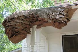 3 years ago3 years ago. Officials Warn Of Wasp Super Nests In Alabama The New York Times